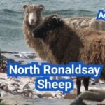 North Ronaldsay Sheep: History, Origin, Characteristics, Breeding And Uses