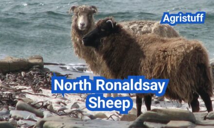 North Ronaldsay Sheep: History, Origin, Characteristics, Breeding And Uses