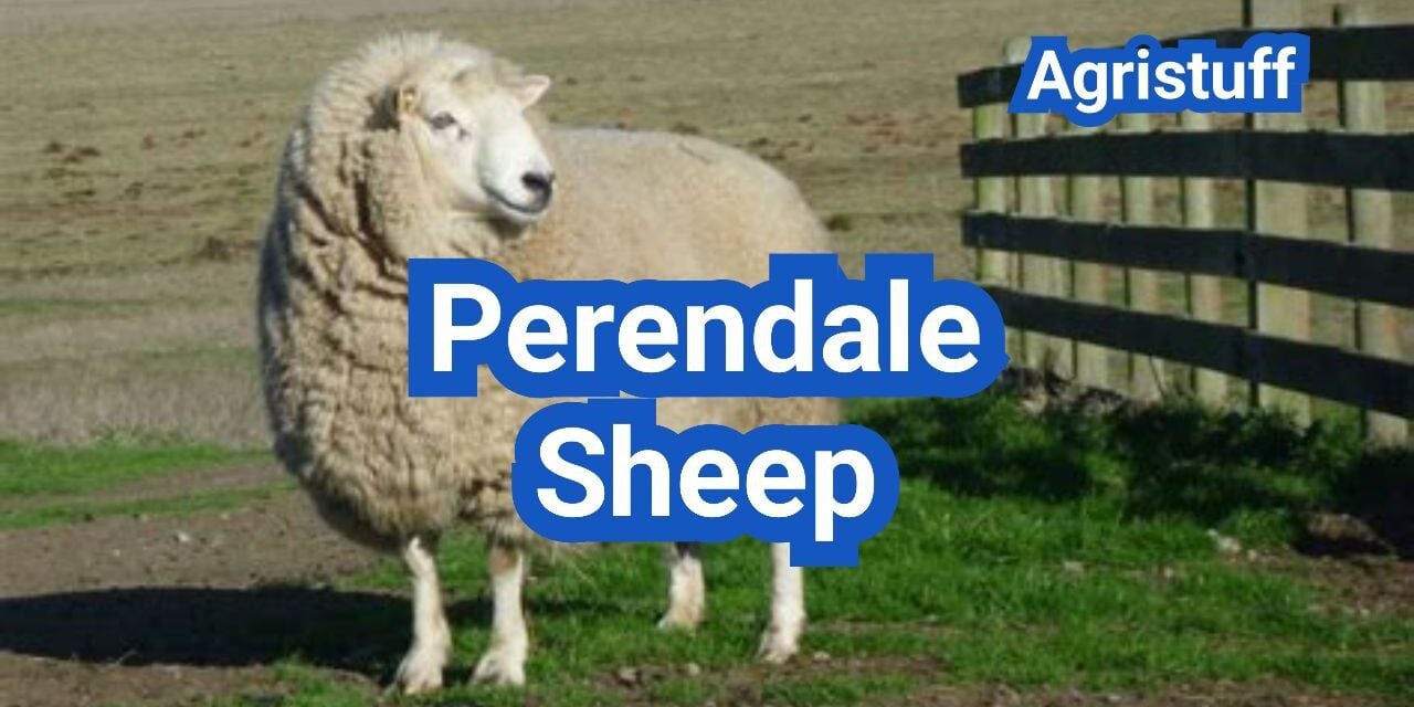 Perendale Sheep: History, Origin, Characteristics, Breeding And Uses