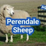 Perendale Sheep: History, Origin, Characteristics, Breeding And Uses