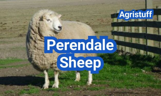 Perendale Sheep: History, Origin, Characteristics, Breeding And Uses