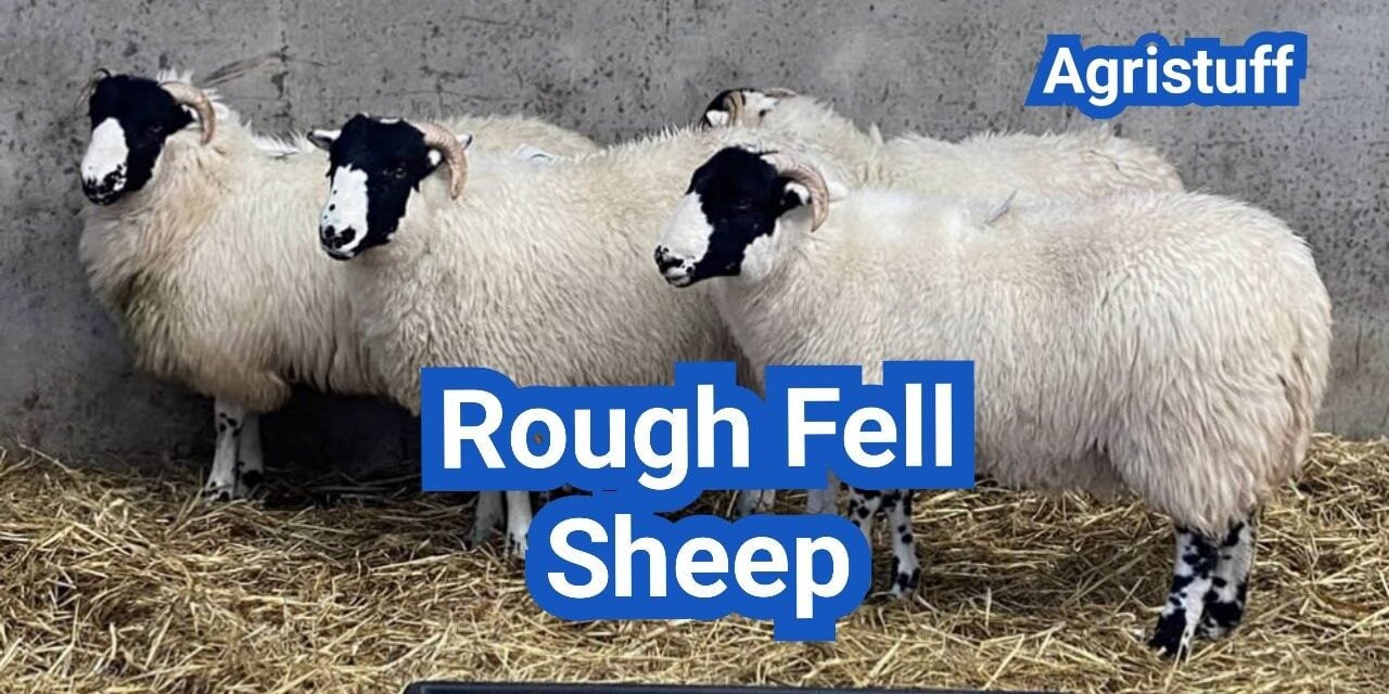 Rough Fell Sheep: History, Origin, Characteristics, Breeding And Uses
