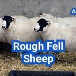 Rough Fell Sheep: History, Origin, Characteristics, Breeding And Uses