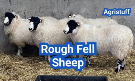 Rough Fell Sheep: History, Origin, Characteristics, Breeding And Uses