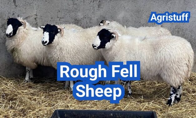 Rough Fell Sheep: History, Origin, Characteristics, Breeding And Uses