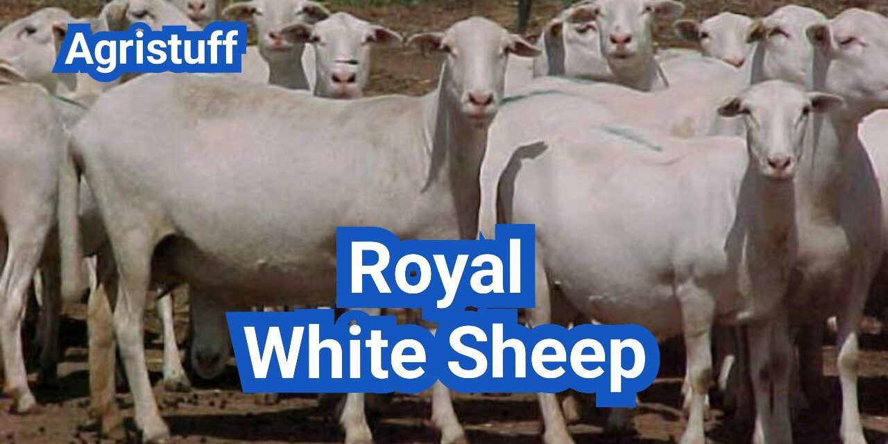 Royal White Sheep: History, Origin, Characteristics, Breeding And Uses