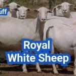 Royal White Sheep: History, Origin, Characteristics, Breeding And Uses