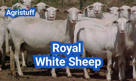 Royal White Sheep: History, Origin, Characteristics, Breeding And Uses