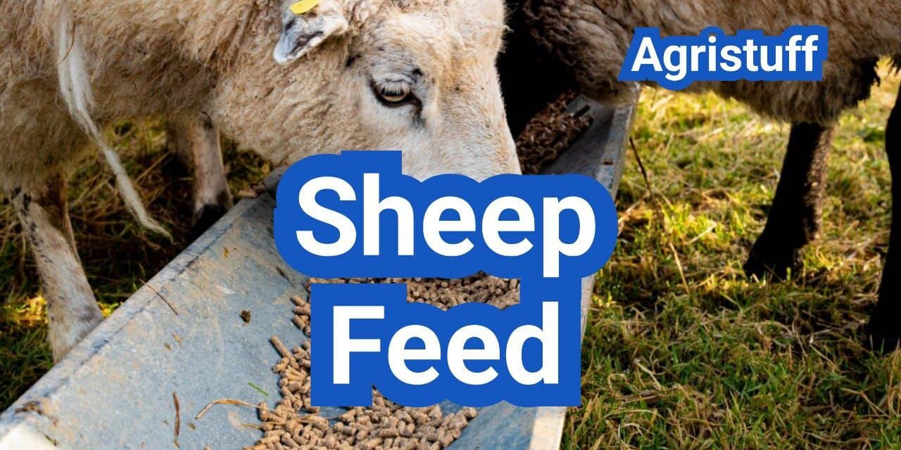 Sheep Feed Guide: Energy, Protein, and Mineral Targets by Life Stage