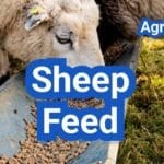 Sheep Feed Guide: Energy, Protein, and Mineral Targets by Life Stage