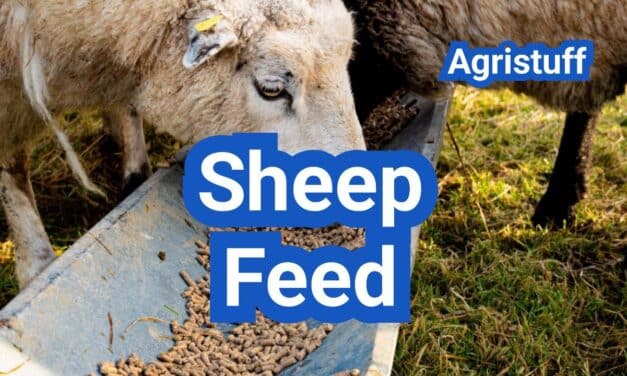 Sheep Feed Guide: Energy, Protein, and Mineral Targets by Life Stage