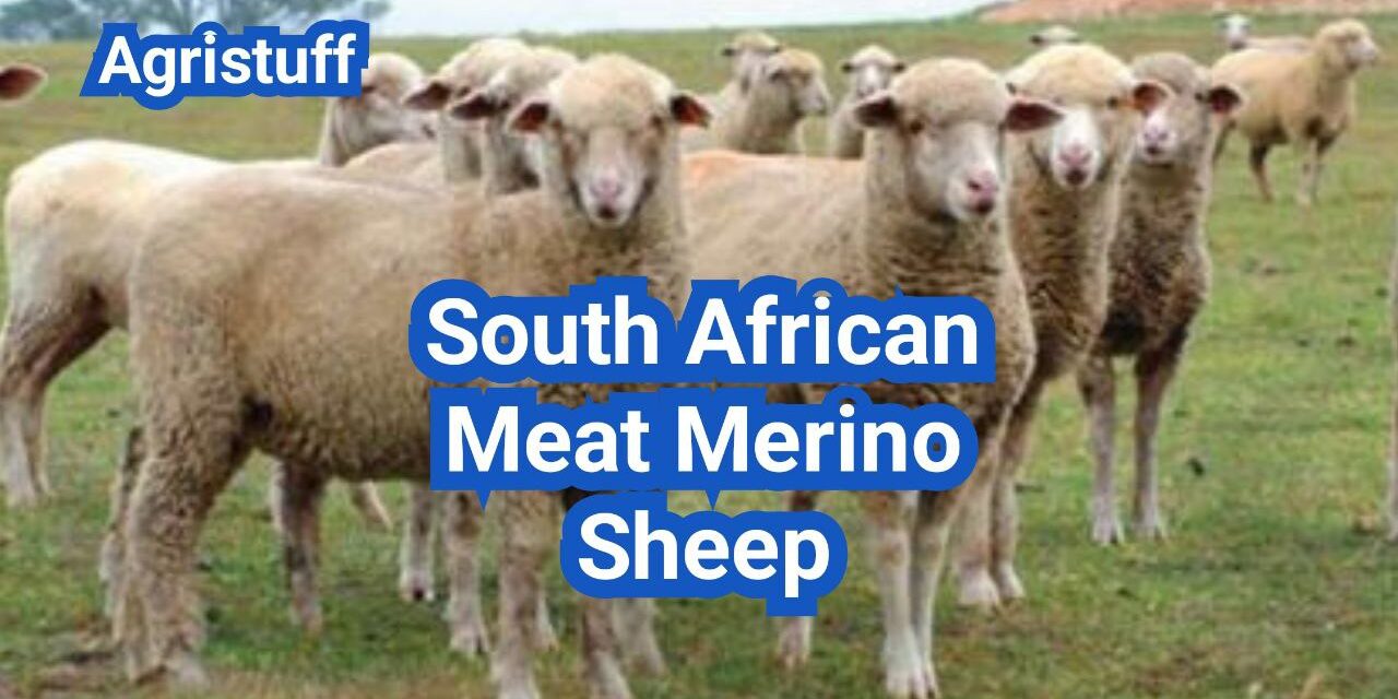 South African Meat Merino Sheep: History, Origin, Characteristics, Breeding And Uses