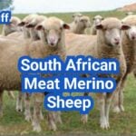 South African Meat Merino Sheep: History, Origin, Characteristics, Breeding And Uses