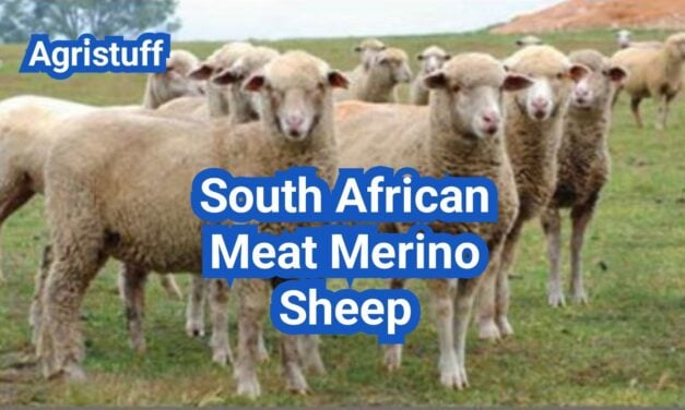 South African Meat Merino Sheep: History, Origin, Characteristics, Breeding And Uses