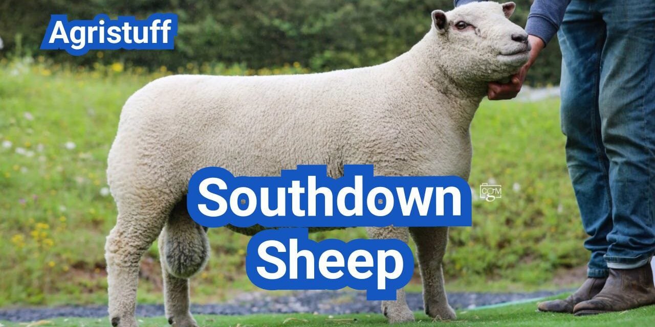 Southdown Sheep: History, Origin, Characteristics, Breeding And Uses