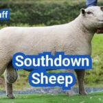Southdown Sheep: History, Origin, Characteristics, Breeding And Uses