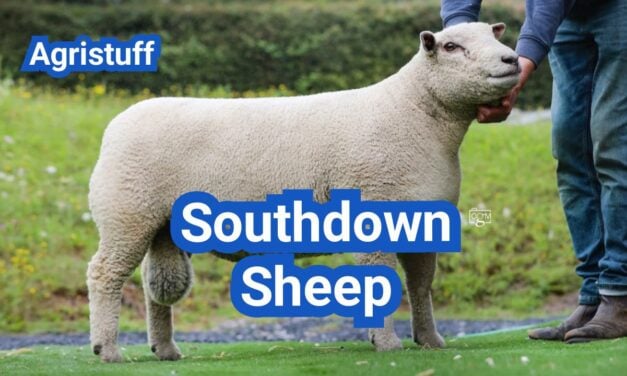 Southdown Sheep: History, Origin, Characteristics, Breeding And Uses