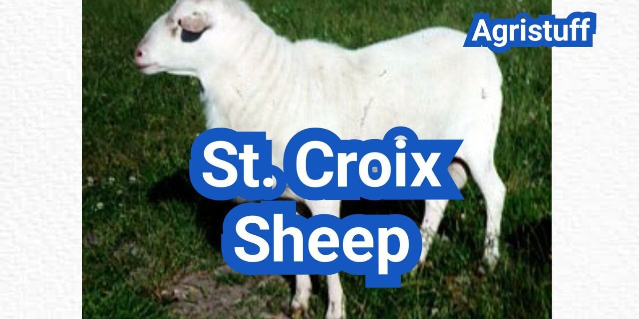 St. Croix Sheep: History, Origin, Characteristics, Breeding And Uses