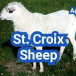 St. Croix Sheep: History, Origin, Characteristics, Breeding And Uses