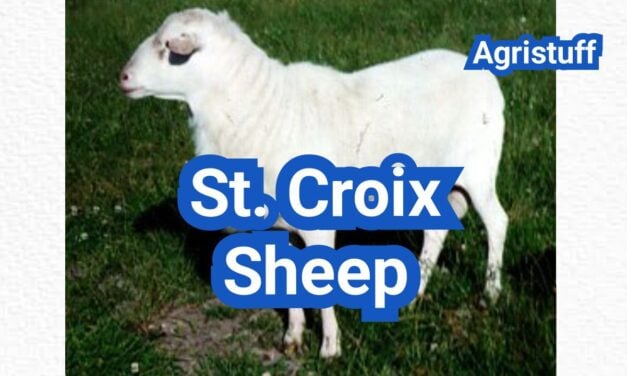 St. Croix Sheep: History, Origin, Characteristics, Breeding And Uses