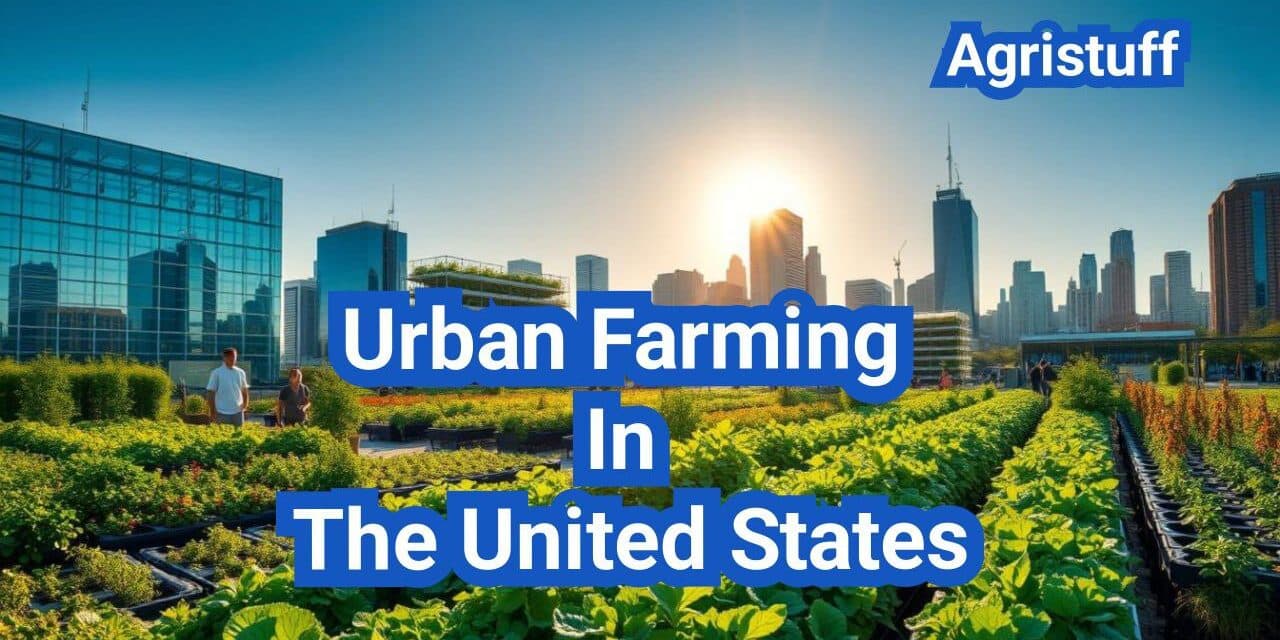 Urban Farming In The United States: A Comprehensive Guide