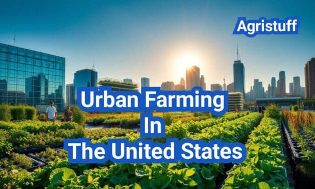 Urban Farming In The United States: A Comprehensive Guide