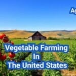 Vegetable Farming In The United States: A Comprehensive Guide
