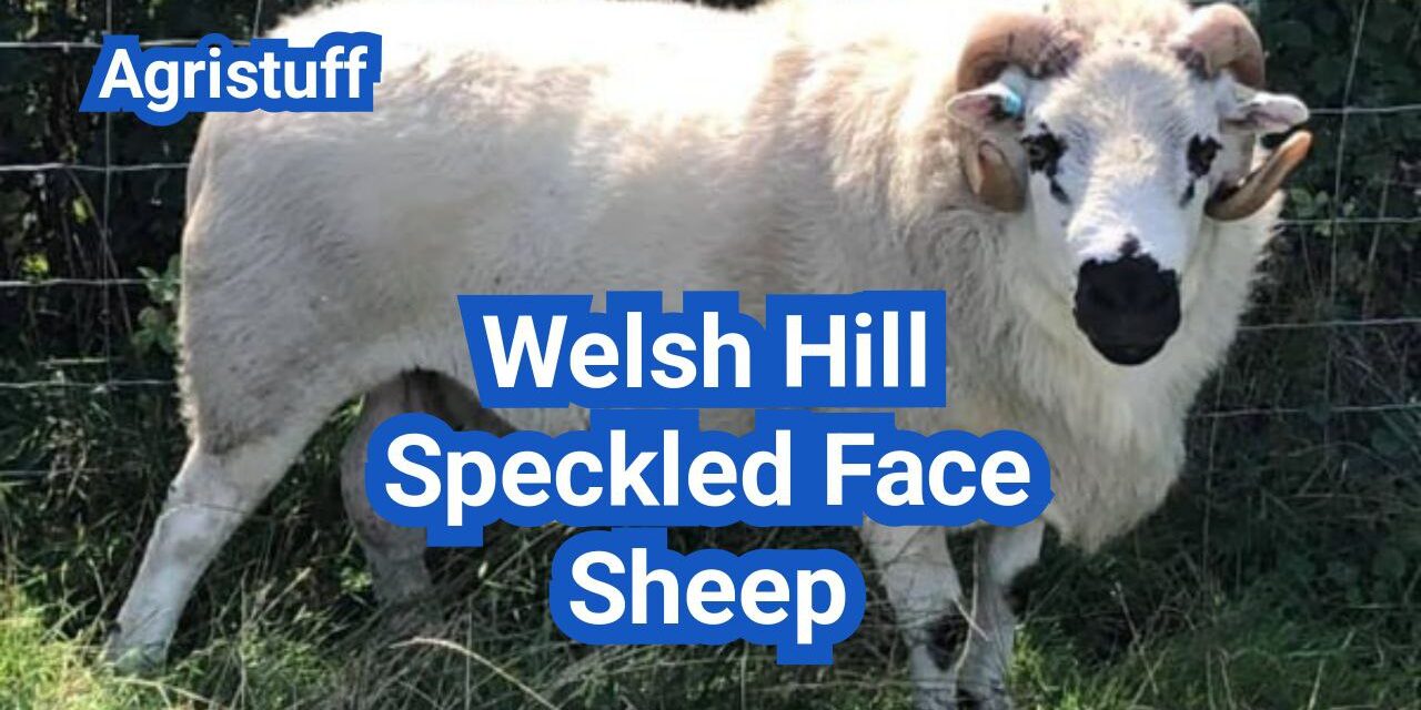 Welsh Hill Speckled Face Sheep: History, Origin, Characteristics, Breeding And Uses