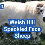 Welsh Hill Speckled Face Sheep: History, Origin, Characteristics, Breeding And Uses