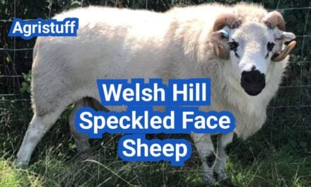 Welsh Hill Speckled Face Sheep: History, Origin, Characteristics, Breeding And Uses