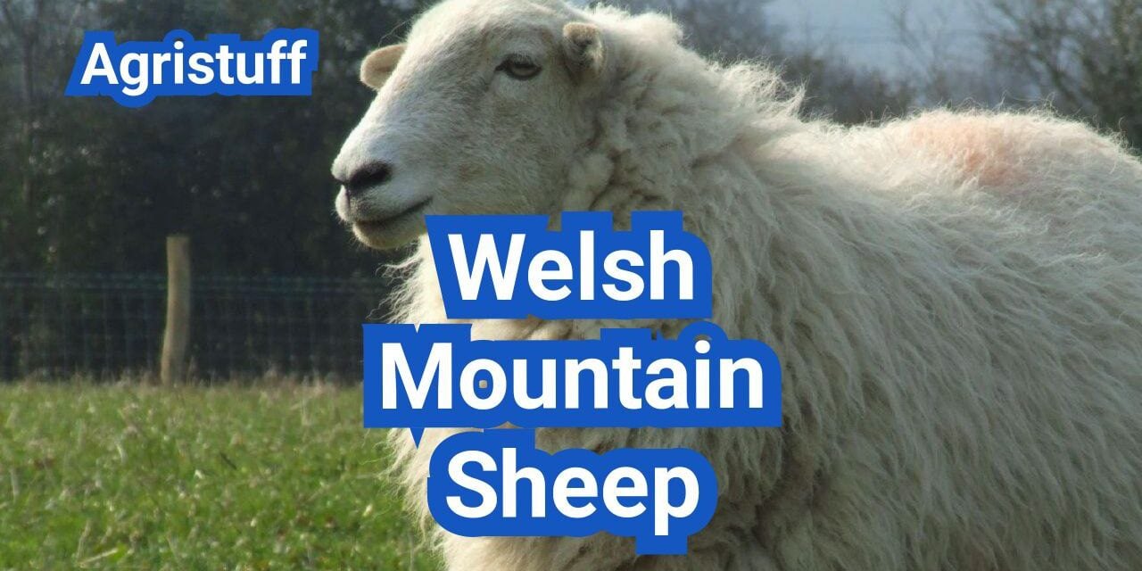 Welsh Mountain Sheep: History, Origin, Characteristics, Breeding And Uses