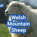 Welsh Mountain Sheep: History, Origin, Characteristics, Breeding And Uses