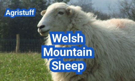Welsh Mountain Sheep: History, Origin, Characteristics, Breeding And Uses