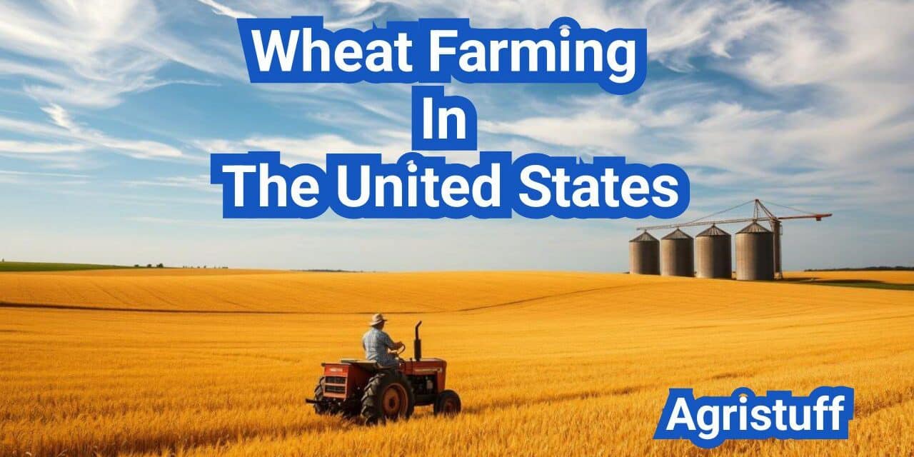 Wheat Farming In The United States: A Comprehensive Guide