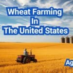 Wheat Farming In The United States: A Comprehensive Guide