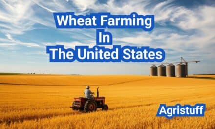 Wheat Farming In The United States: A Comprehensive Guide