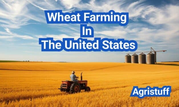 Wheat Farming In The United States: A Comprehensive Guide
