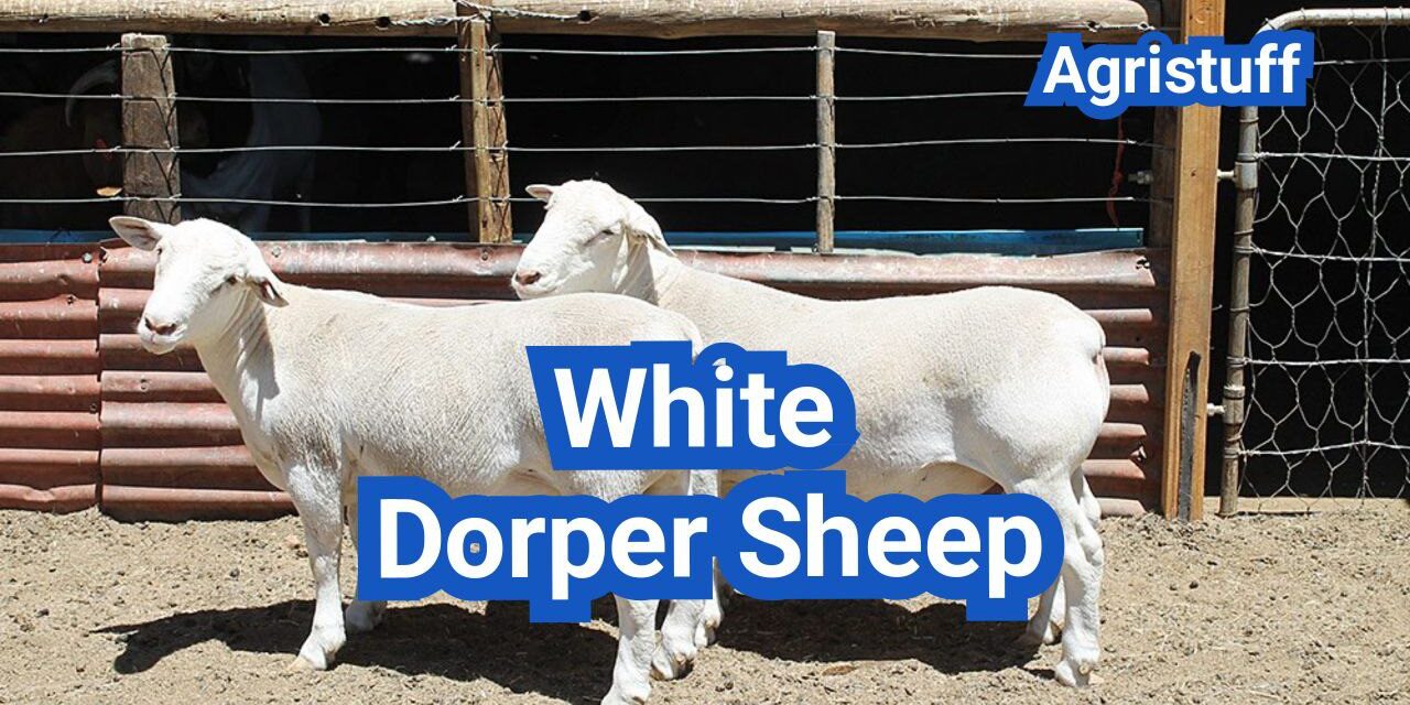 White Dorper Sheep: History, Origin, Characteristics, Breeding And Uses