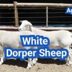 White Dorper Sheep: History, Origin, Characteristics, Breeding And Uses