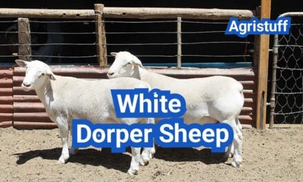 White Dorper Sheep: History, Origin, Characteristics, Breeding And Uses
