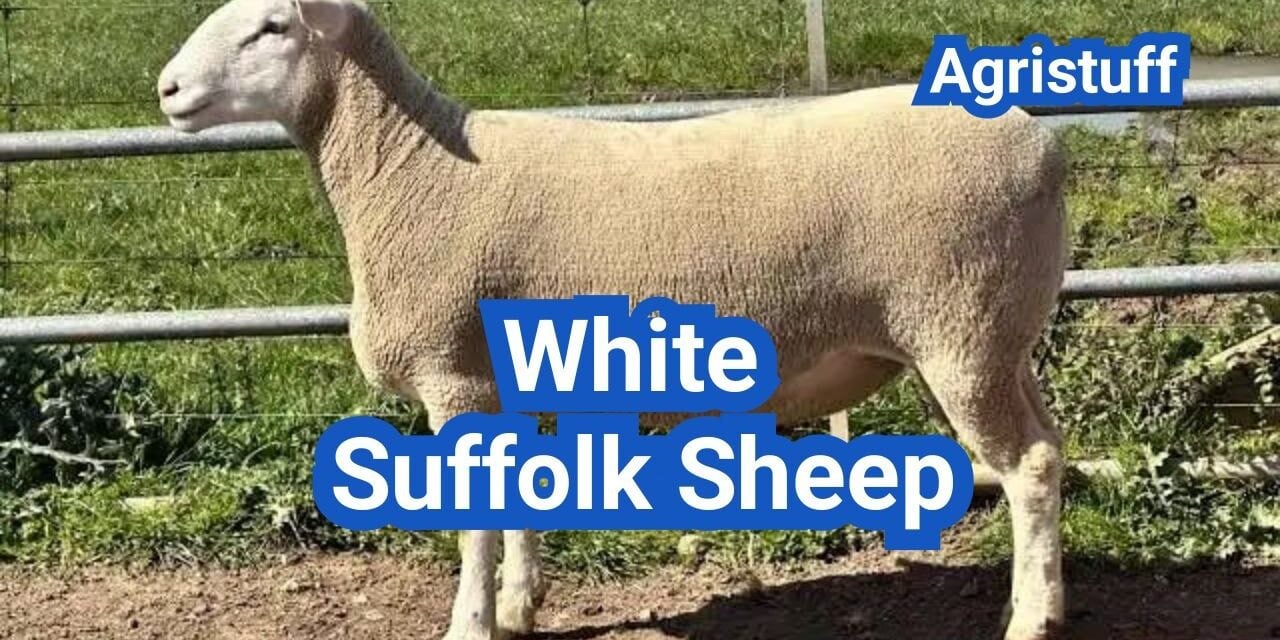 White Suffolk Sheep: History, Origin, Characteristics, Breeding And Uses
