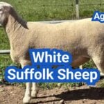 White Suffolk Sheep: History, Origin, Characteristics, Breeding And Uses