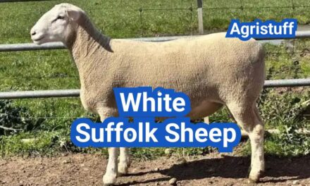 White Suffolk Sheep: History, Origin, Characteristics, Breeding And Uses