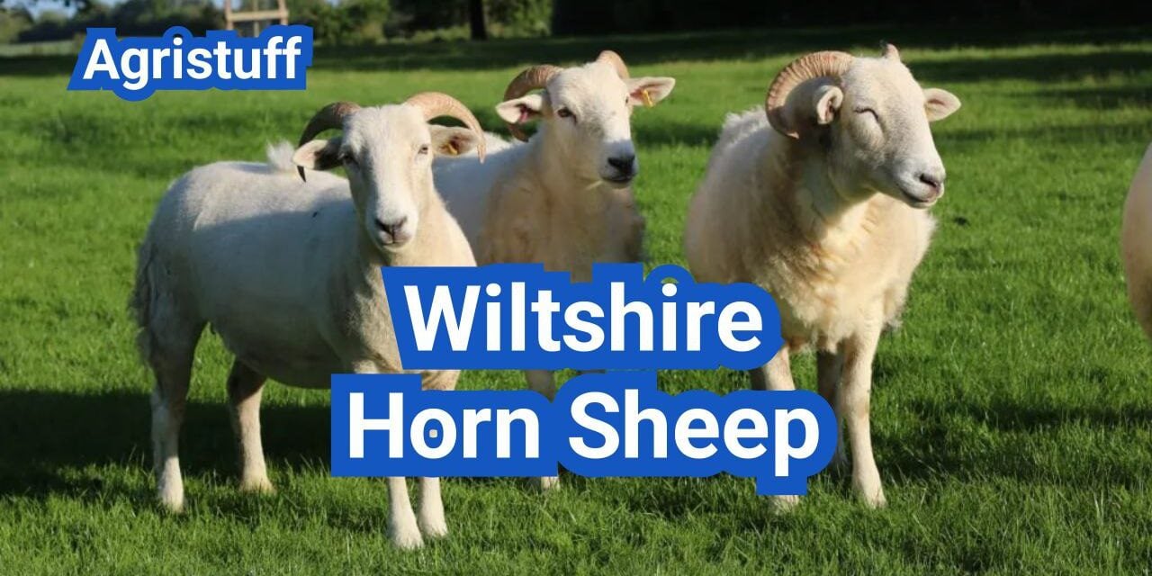 Wiltshire Horn Sheep: History, Origin, Characteristics, Breeding And Uses