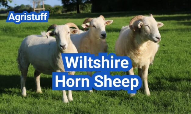 Wiltshire Horn Sheep: History, Origin, Characteristics, Breeding And Uses