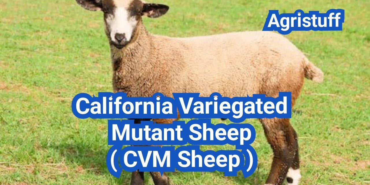 California Variegated Mutant Sheep ( CVM Sheep ): History, Origin, Characteristics, Breeding And Uses