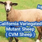 California Variegated Mutant Sheep ( CVM Sheep ): History, Origin, Characteristics, Breeding And Uses