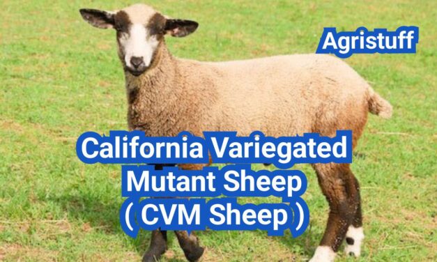 California Variegated Mutant Sheep ( CVM Sheep ): History, Origin, Characteristics, Breeding And Uses