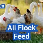 All Flock Feed: When It Makes Sense (and When Layers Need More Calcium)