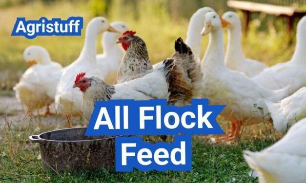 All Flock Feed: When It Makes Sense (and When Layers Need More Calcium)